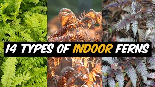 14 Types of Indoor Ferns  The Planet of Greens [upl. by Nonnahc190]