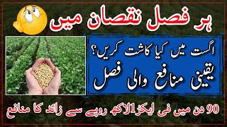 Soybean crop production technology Soybean crop diseases and treatmentسویا بین کی کاشت کا طریقہ [upl. by Ycniuq]