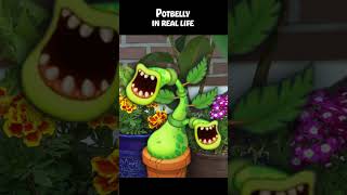 Potbelly in real life  My Singing Monsters [upl. by Ahsima]