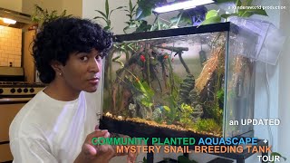 community planted aquascape  mystery snail breeding tank tours [upl. by Patrizius277]