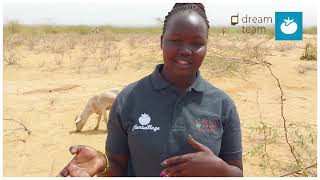 Making Biochar from the Invasive Prosopis juliflora Weed in Northern Kenya [upl. by Ludmilla930]