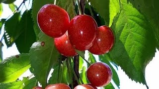 CherryMangoWatermelon and othrer Fruits Farming  Agricultural Life I Village Life Educational Vid [upl. by Xuagram196]