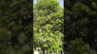 In my village name  Alstonia scholaris L R Br Common name  Blackboard tree Devil tree [upl. by Yelhsa]