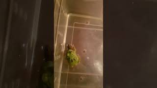 Ceratophrys pacman pacmanfrog greenfrogs amazingfrog froglets frog fyi shots funfacts cute [upl. by Hills]