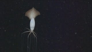 Magnapinna squid up close bigfin squid [upl. by Zebedee]