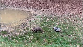 Crazy bulldogs playing in pond [upl. by Nosnarb428]