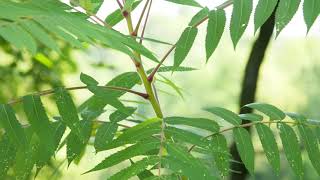 Rhus typhina  Staghorn Sumac [upl. by Jason]