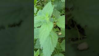 Field of nettles [upl. by Oremodlab812]