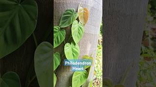 Philodendron Heart BIG leaves  Plant Sale at Rs45  Whatsapp 6382562306 plants indoorplant [upl. by Tania]