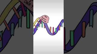 Transcriptiontranslation science biology genetics learning bioscience molecularbiology [upl. by Orianna]