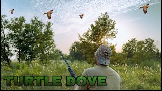 Turtle dove hunting  Russian dove  Hunting season 2024 [upl. by Yadrahs]