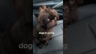 dog is crying  animalhouse95 dog dogs doglover dogshorts crying shorts shortvideo [upl. by Caughey]