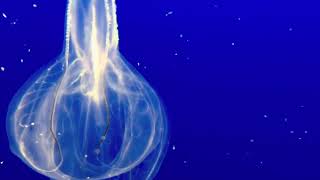 Whistle  Michael Harlan Lyman  Bioluminescent Jellyfish  Fiorino [upl. by Hakaber186]