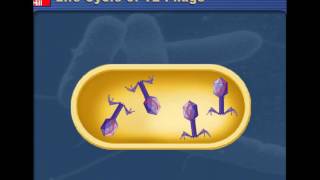 Lytic v Lysogenic Cycles of Bacteriophages [upl. by Noreht594]