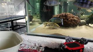 Rostratus cichlid breeding [upl. by Eicak]