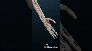 Anatomy of the Hand amp Wrist Bones Muscles amp Ligaments anatomy education meded [upl. by Costanzia]