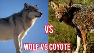 Wolf Vs Coyote Who Will Win [upl. by Obola371]