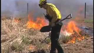 Prescribed Burning To Prevent Spread of Forest Fires [upl. by Yllet522]