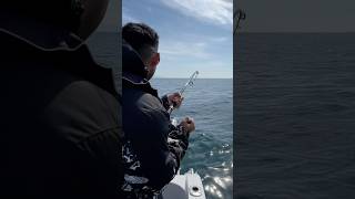 Snappers Fishing NZ fishing auckland ytshorts vlog 🐟🎣🐟 hindi snapper [upl. by Chesna]