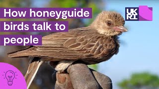 How honeyguide birds talk to people  The secrets of HoneyHarvesting in Africa [upl. by Arremat]