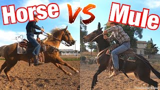 Horse vs Mule Who is Faster 100 Yard Race [upl. by Yordan409]