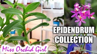 My Epidendrum Orchids collection [upl. by Yessac623]