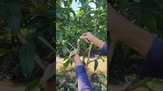 Plant grafting and tree care techniques 2829 [upl. by Aimahs]