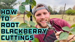 How to Propagate Blackberries From Cuttings [upl. by Artep]