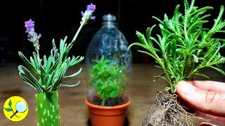 🟣 Esquejes de LAVANDA  Más HOJAS y Ramas 🌿🌿🌿 Alta Producción [upl. by Andree956]