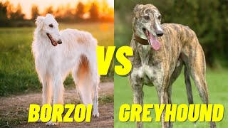 Borzoi VS Greyhound Dog  Which dog is faster Top 10 Fastest Dogs [upl. by Orodisi]