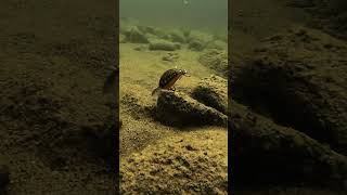 Balsa Crankbait Bouncing Through Rocks [upl. by Anialeh578]