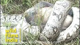 Python eating langur monkey [upl. by Azzil]