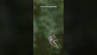 What do you know about RubyThroated Hummingbirds Astonishing Flight [upl. by Ahsiea]