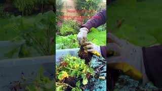 How to restore geraniums over winter Please watch this video [upl. by Graves863]