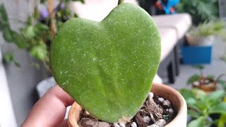 Just a day after work 😮‍💨☺️ Repotting my Hoya kerrii also known as the quotHoya Heartquot [upl. by Christiane280]