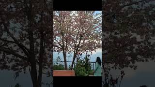 blooming cherry trees Bhutan babariskitchenandvlog6022 [upl. by Aleciram]