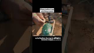 DIY popular watermelon trap part 2 [upl. by Fred959]