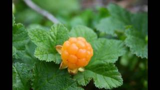 Amazing Cloudberry Fruit Plant [upl. by Lipps]