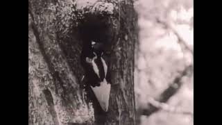 Every IvoryBilled Woodpecker Call Videos I Could Find On YouTube [upl. by Albur367]