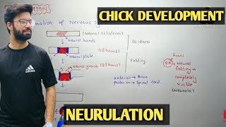 Neurulation  Development of chick  Chick development neurulation  Neurulation chick development [upl. by Ahsimit]