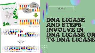 Ligase and T4 DNA ligase mechanism and steps involve in t4 ligase [upl. by Ahsinot]