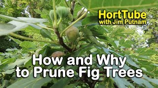 How and Why to Prune Fig Trees [upl. by Gerda]