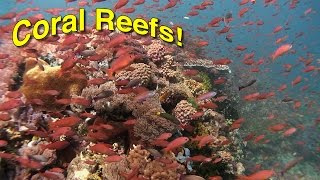 Coral Reef Biology  JONATHAN BIRDS BLUE WORLD [upl. by Esiom]