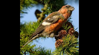 Twobarred crossbill [upl. by Luckett]