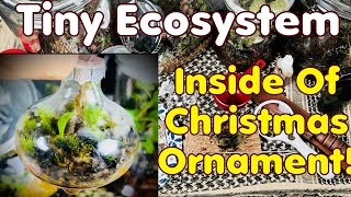 Christmas Tree Ornament Self Contained Ecosystem [upl. by Emory]