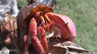 HERMIT CRAB COENOBITA BREVIMANUS  NATURE RELAXING VIDEO [upl. by Bernardina]