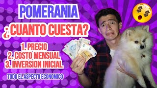 ¿Cuánto cuesta un PERRO POMERANIA 💰💸  Todo sobre aspecto económico 🤔 [upl. by Omixam]