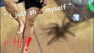 ARACHNOPHOBIC moves BIG TARANTULAS   HILARIOUS  🎉 HAPPY NEW YEAR [upl. by Penny]