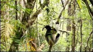 Indri Indri Lemur Jumping Around [upl. by Zachariah915]