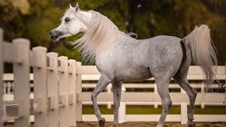 beautiful Arabian horse  look at the beautiful horse [upl. by Marrissa]